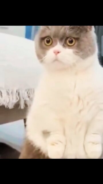 Viral amazing Fighting : Funny animals videos 🐈 Don't try to hold back Laughter#rumbleshorts