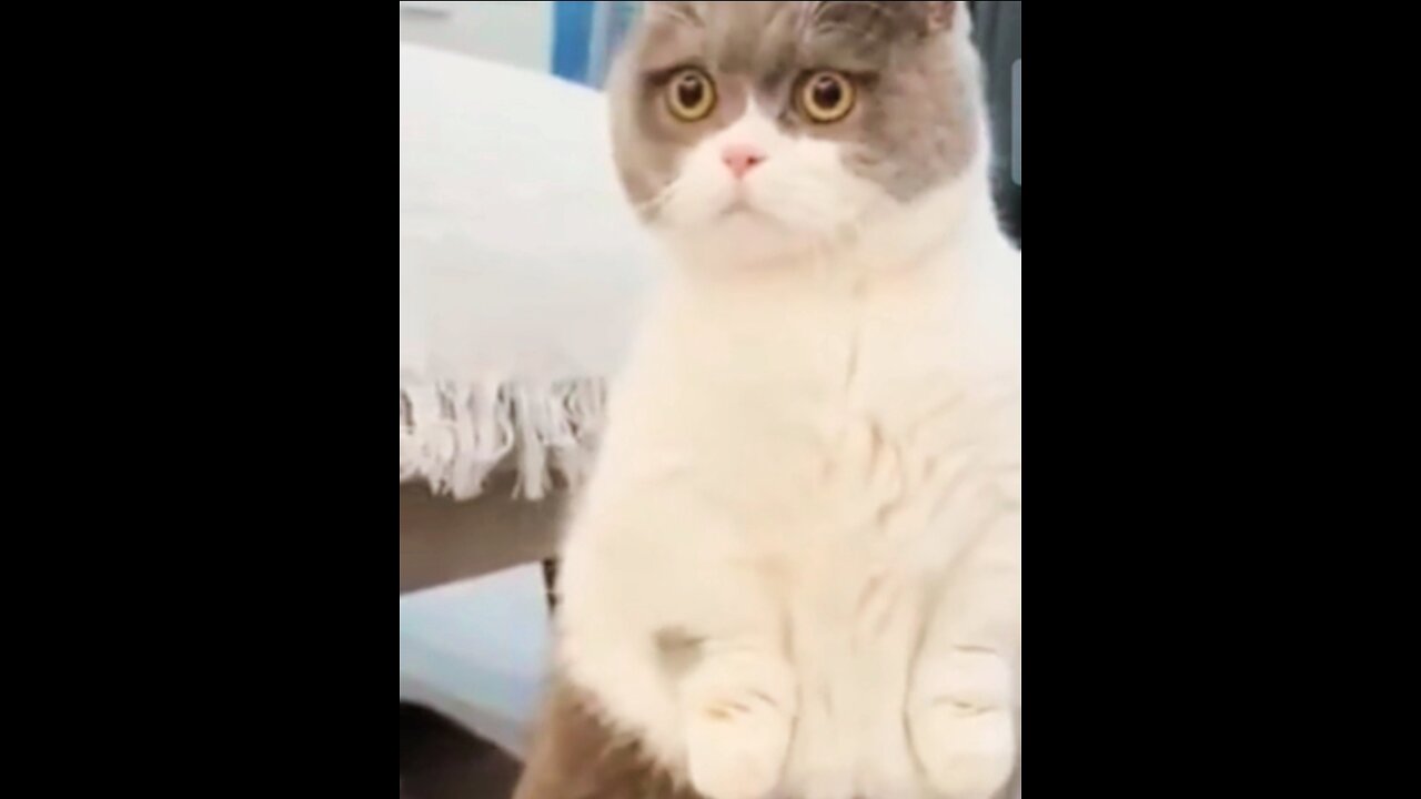 Viral amazing Fighting : Funny animals videos 🐈 Don't try to hold back Laughter#rumbleshorts