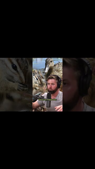 We're in the 6th mass extinction event - Forrest Galante & Joe Rogan