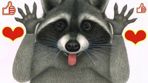 #shorts Смешные Еноты Из Тик Ток 5 Funny Tik Tok Raccoons
