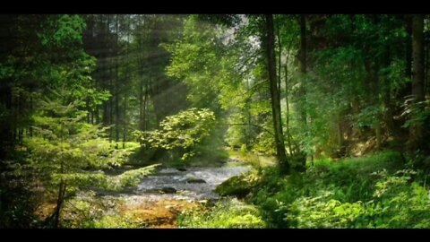 relaxing music forest, Calm music, stress relief, meditation