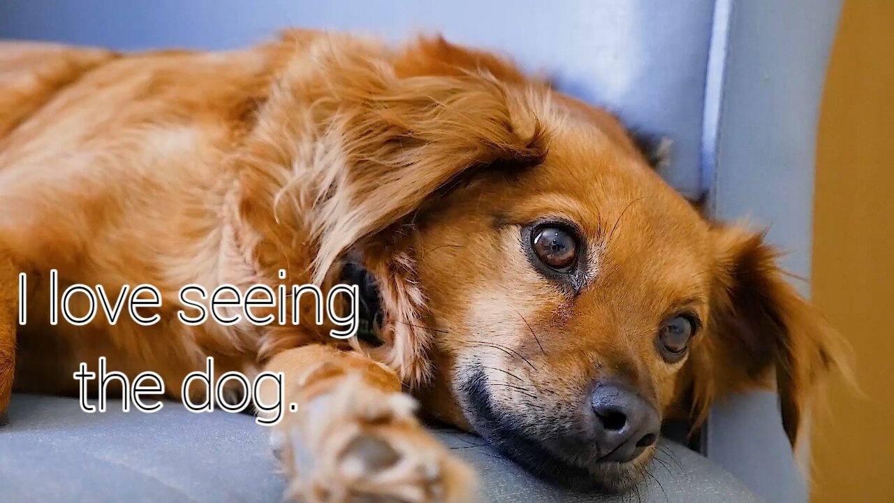 Magical dog.