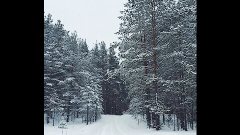 Winter forest. Winter in Russia.