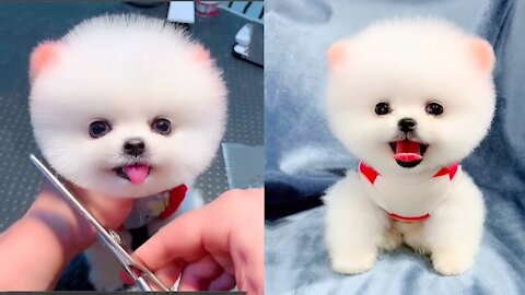 Baby Doggos - Funny/Cute Compilation 1