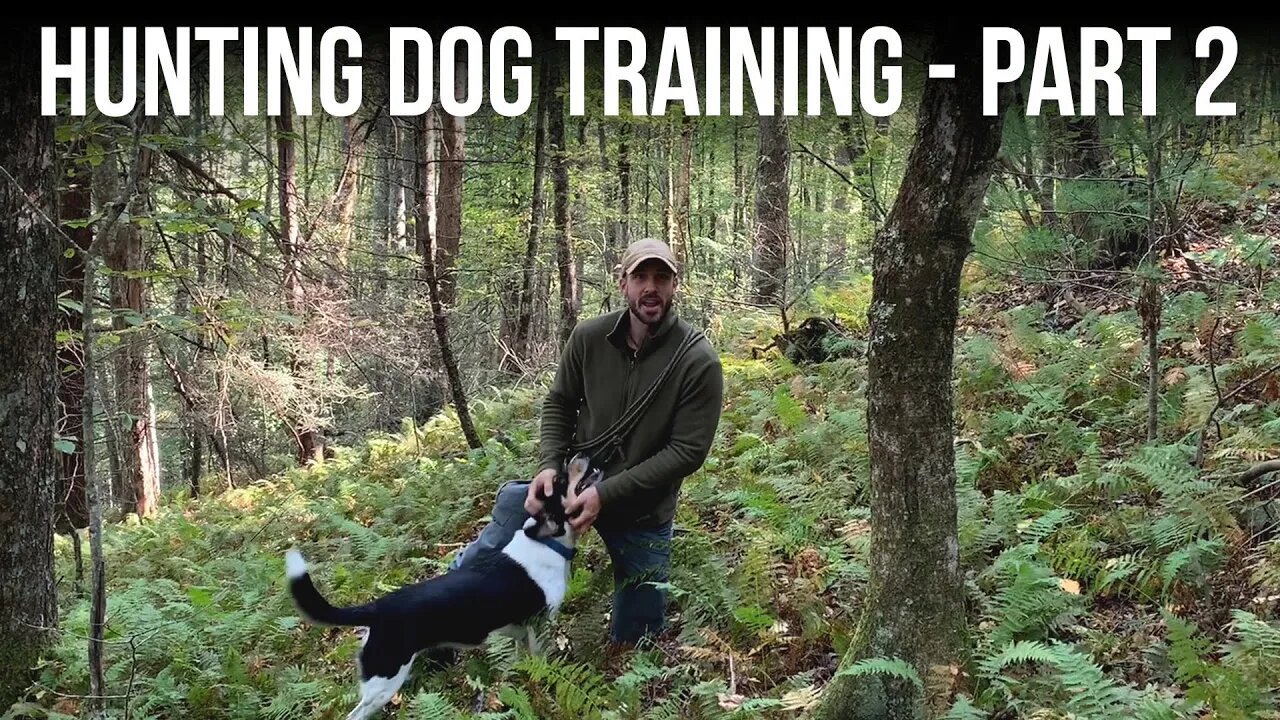 Hunting Dog Training - Part 2