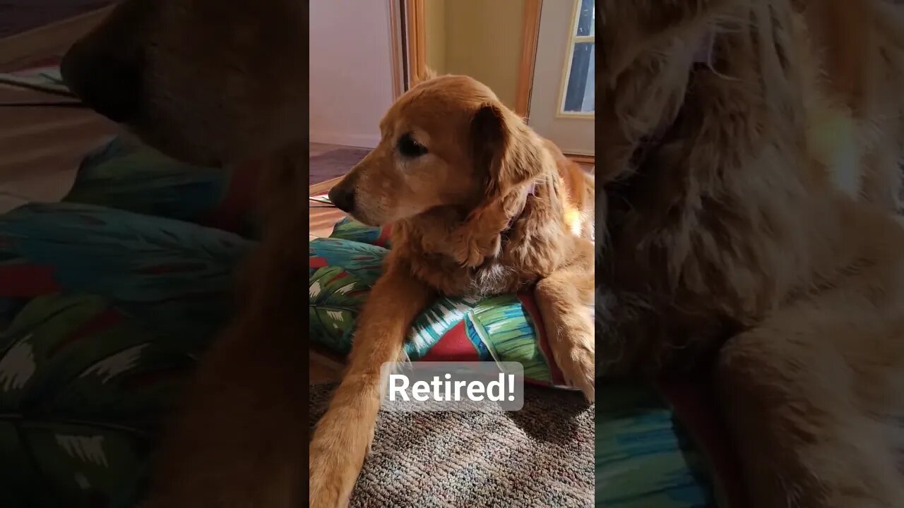 Retired! Best Day Ever, age 12, Titan Goldenretreiver #best #day #goldenretriever