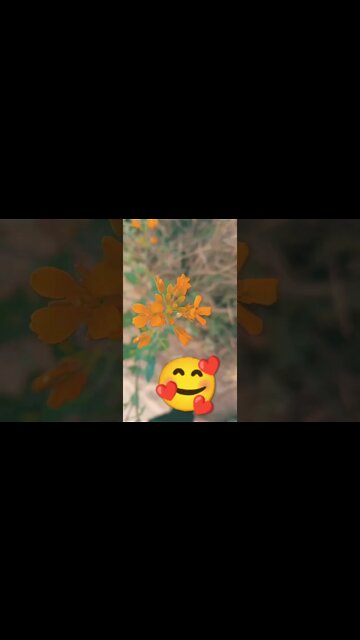 jodi 🥰🤗 #youtubeshorts #shorts #youtube #shortvideo #shortyoutube