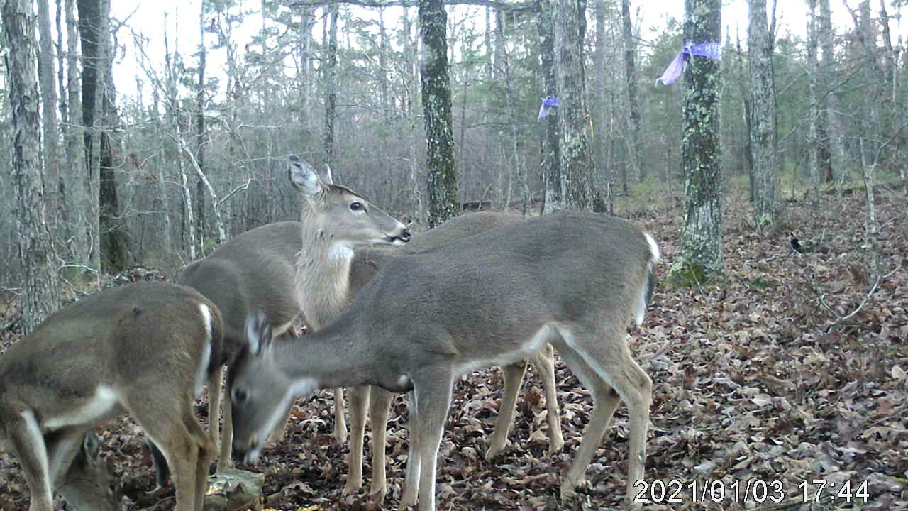 4 Hungry Deer In The Wild