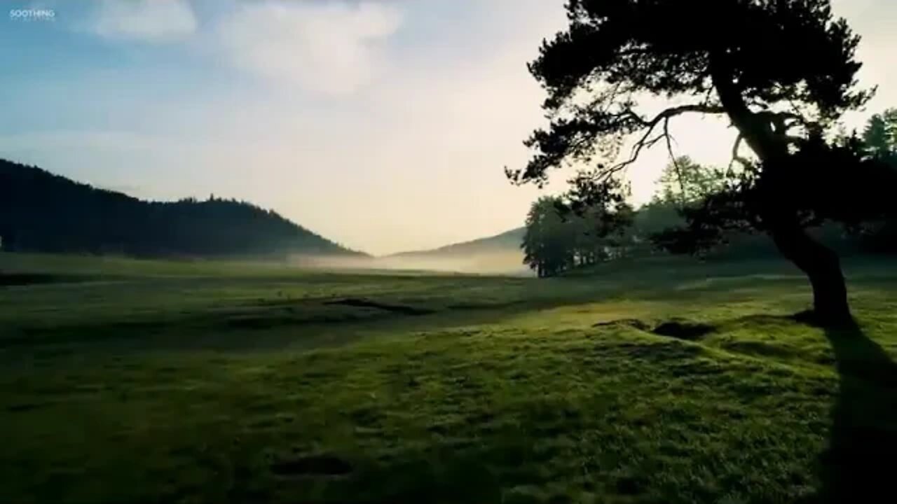 5 &&&&& Beautiful Relaxing Music • Peaceful Piano Music & Guitar Music Sunny Mornings by Peder B