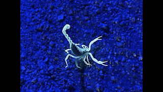 CAUTION! 4 Types of scorpions crawling around the Valley - ABC15 Digital