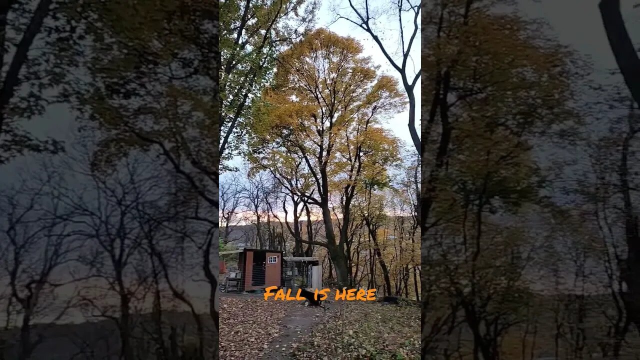 #farmstead #shorts #fall