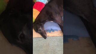 Cat photo bombs video of disabled greyhound