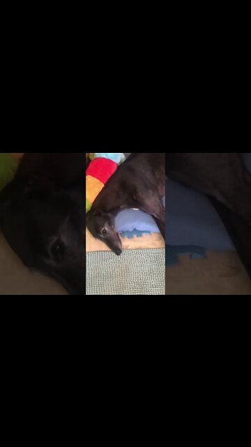 Cat photo bombs video of disabled greyhound