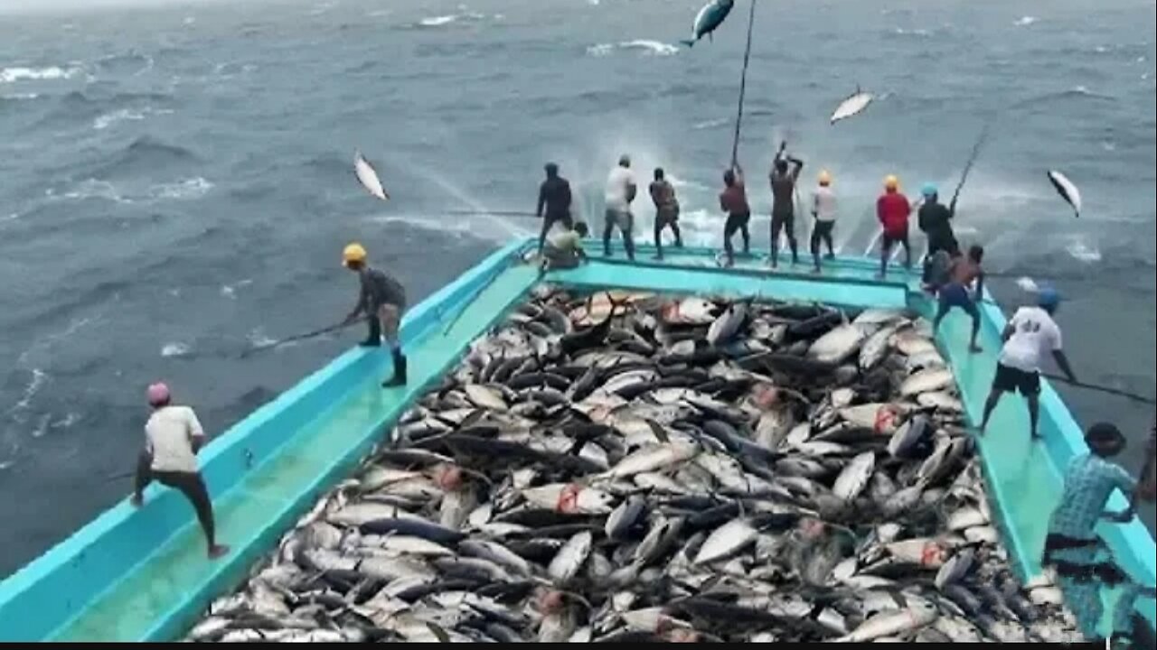 Amazing Fast Tuna Fishing Skill, Catching Fish Big on The Sea