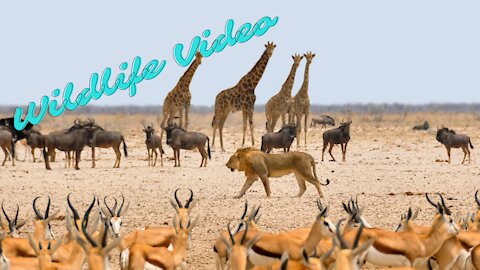 Wildlife Video | Animals Video | Best Animals compilation Animals Video Nature And Wildlife Video