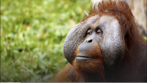 Orangutan II description, characteristics and facts