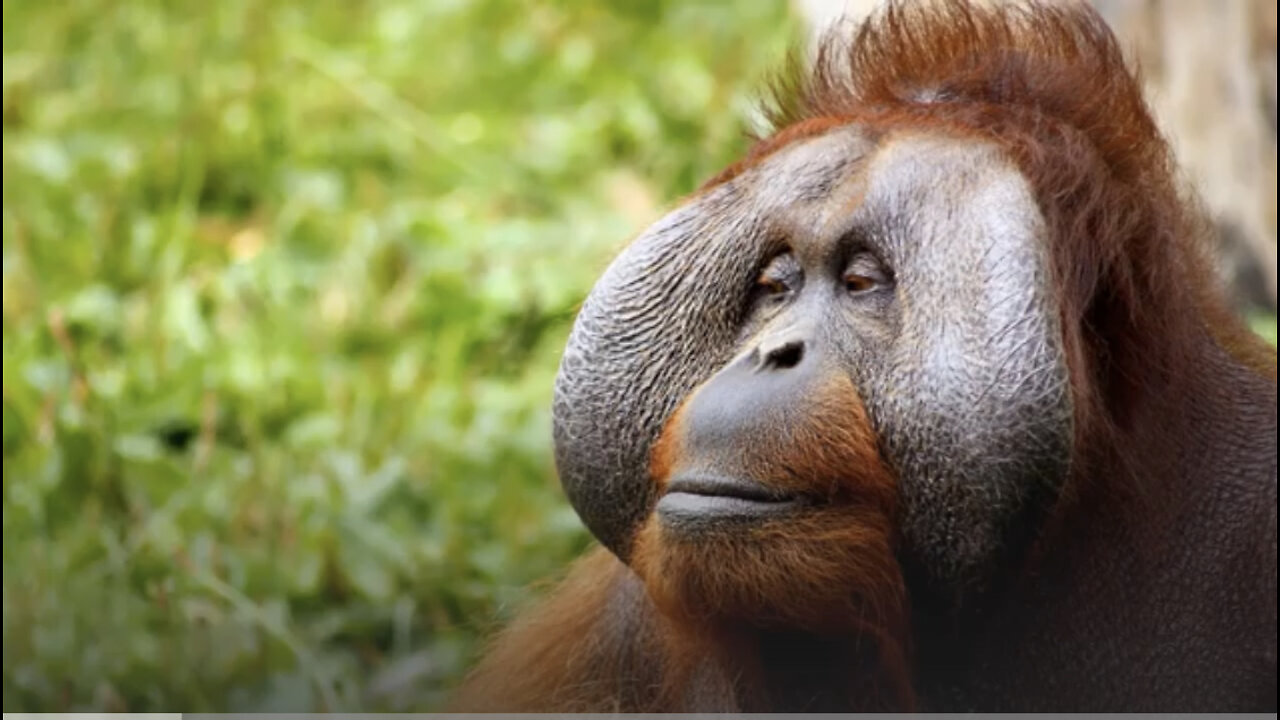 Orangutan II description, characteristics and facts