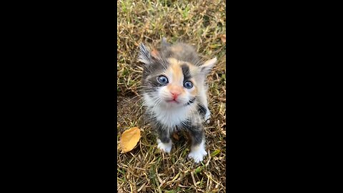 Cute Cats meowing compilation.