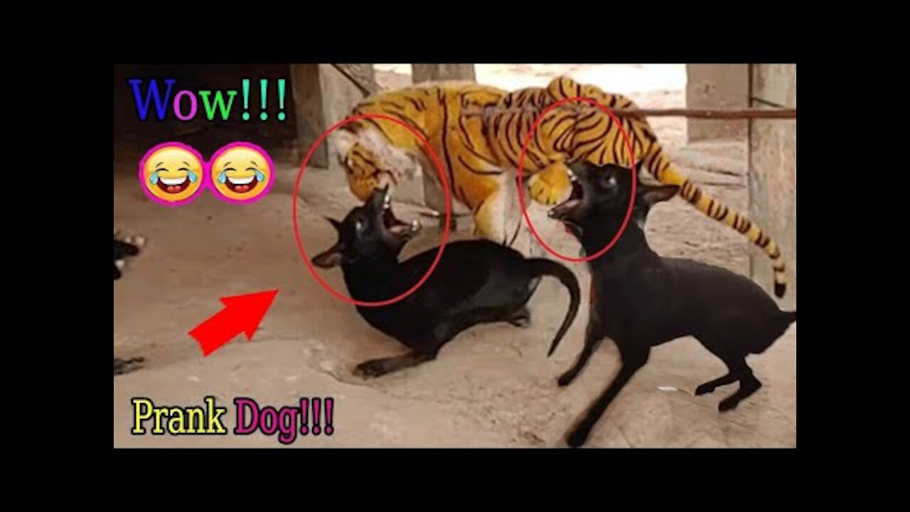 Wow Nice Dog!!! Fake Tiger Prank Dog Run So Very Funny Try To Stop Laugh Challenge Pranks|