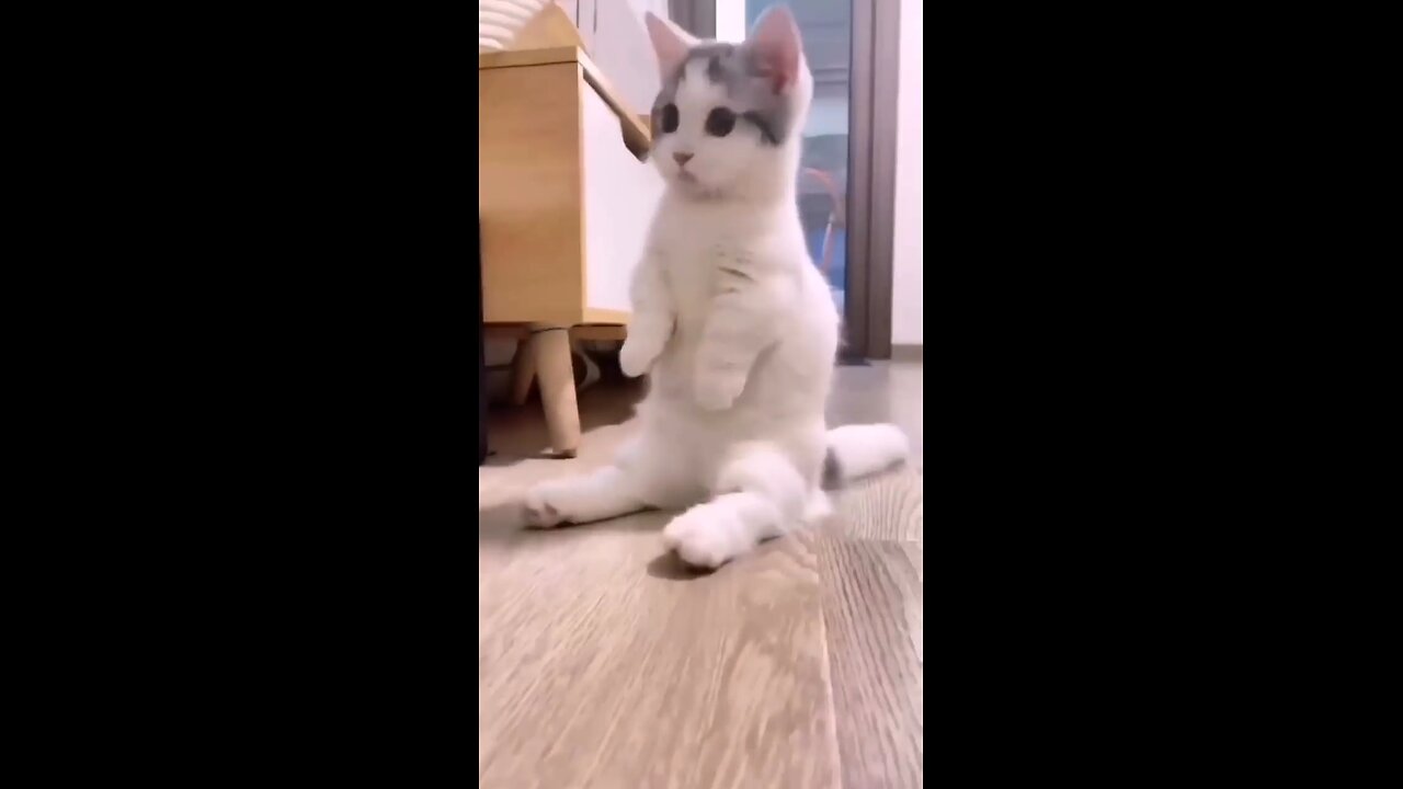 Interesting videos of cats🐱