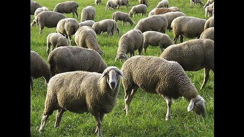 7th End-Time PARABLE - The Sheep and Goats