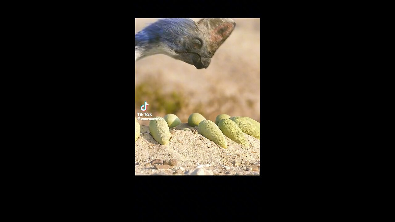 animal