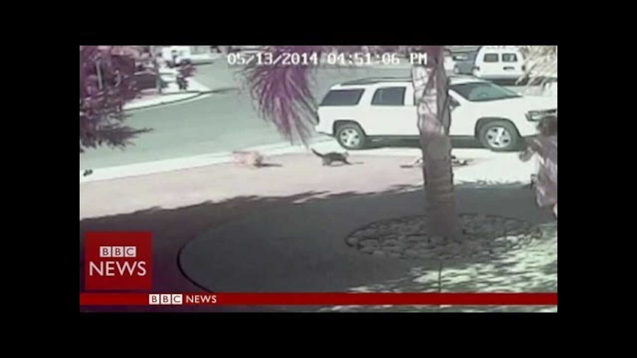 Hero Cat Saves a Kid From Dog Attack!