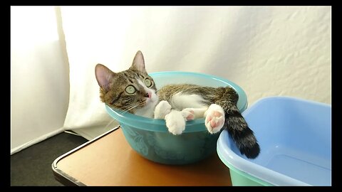 Cat Photography
