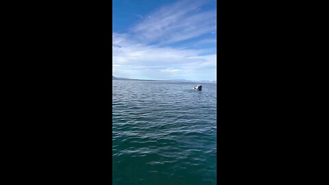 Ocean paradise ,, video by Silversharkadventures