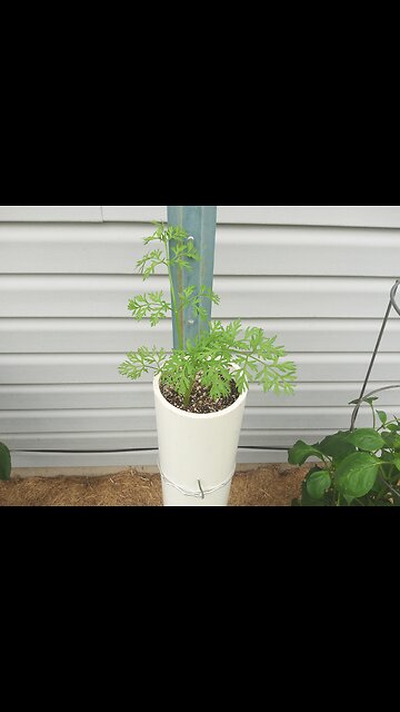 Growing Japanese Long Carrots