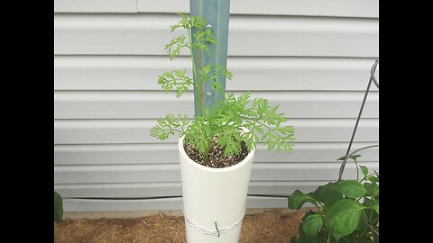 Growing Japanese Long Carrots