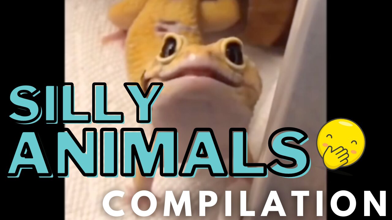 Silly Animals Compilation - Funny, Cute Animals to Brighten Your Day