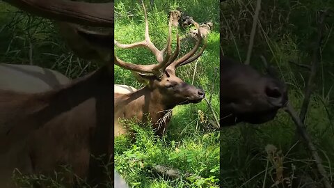 Visiting our friend the Huge Bull Elk