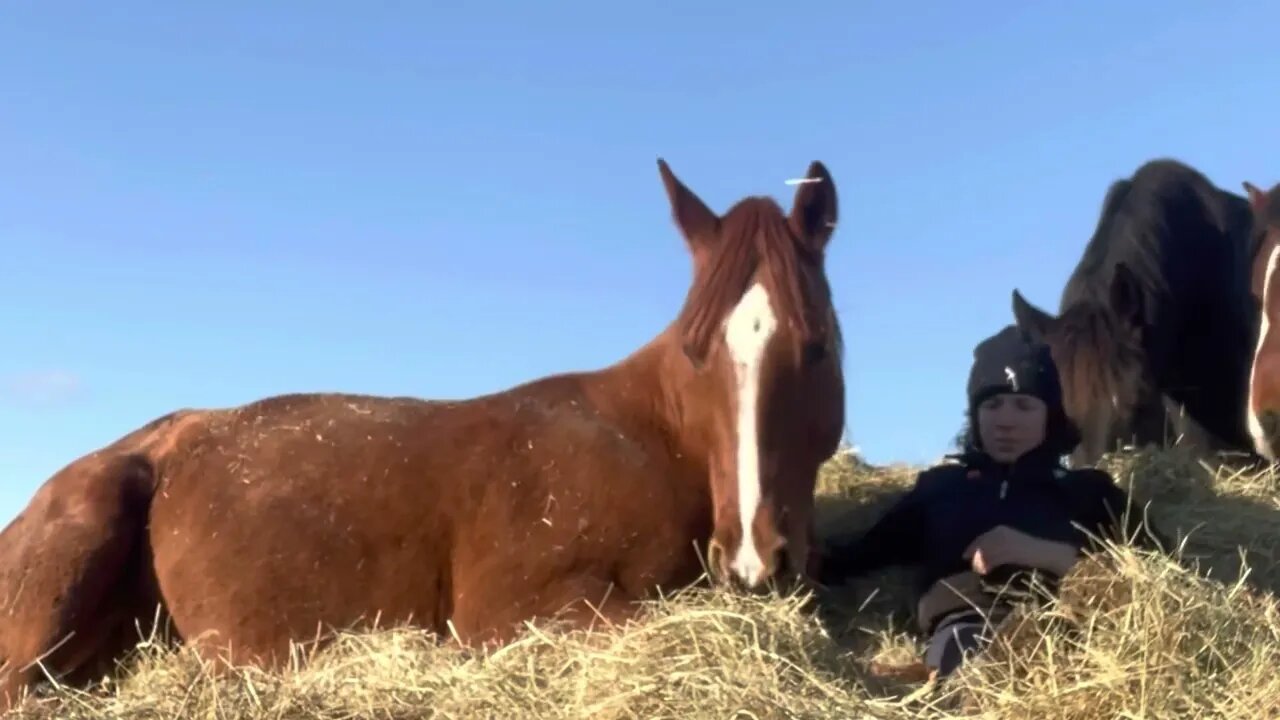 Chill Winter Barn Vlog: December Recap *relaxing*