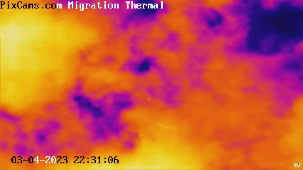 Flock of ducks during night spring migration captured on thermal camera 3/5/2023