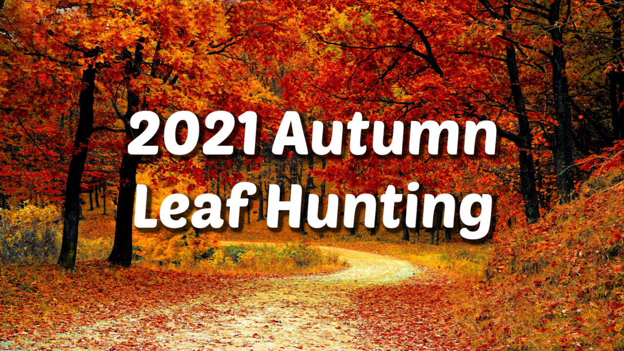 2021 Fall Leaf Hunting