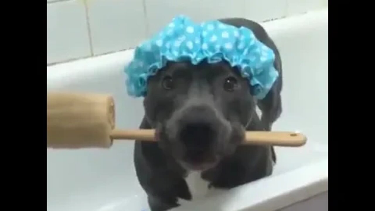 Vicious pit bull taking a vicious shower #shorts #shortsfeed #clips #shortvideo