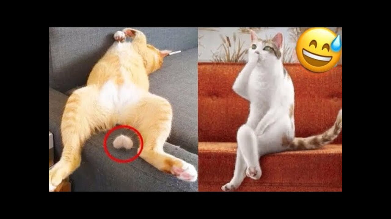 World Best Funniest🤣Cat vs animal vs Kid 🤼‍♂️ Entertainment Don't Try Laughing 🤣 2024 clips 🫡