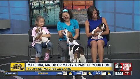 Rescues in Action May 19 | Mia and her pups need homes