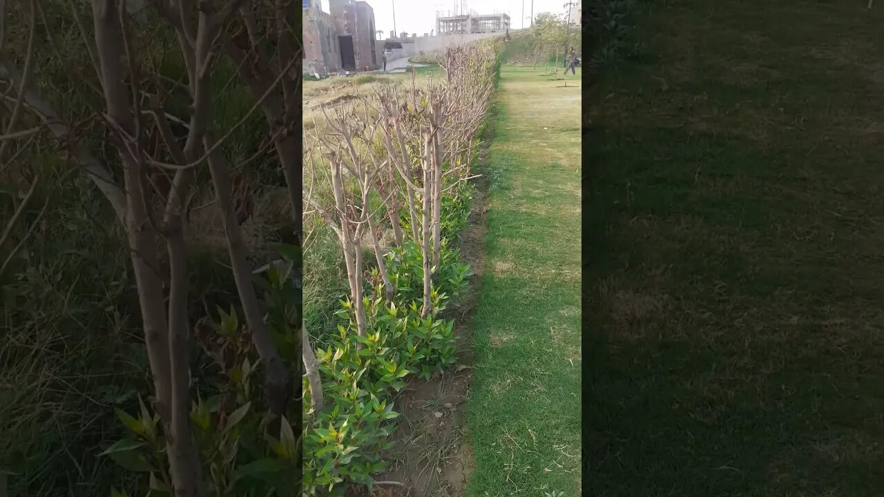 Green view, MashAllah