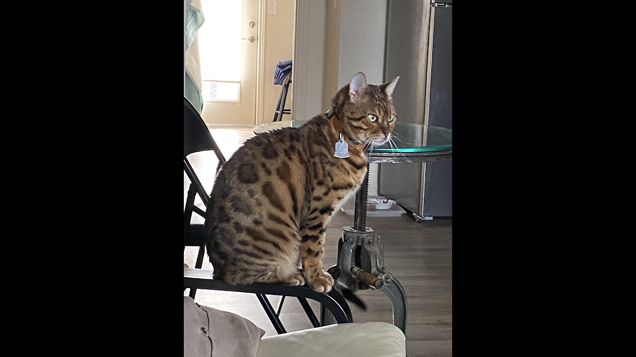 Ziggy the Bengal Cat sings Happy Birthday