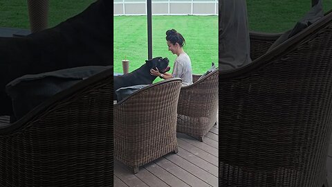 He is OBSESSED & I LOVE It #shorts #love #funnydogs