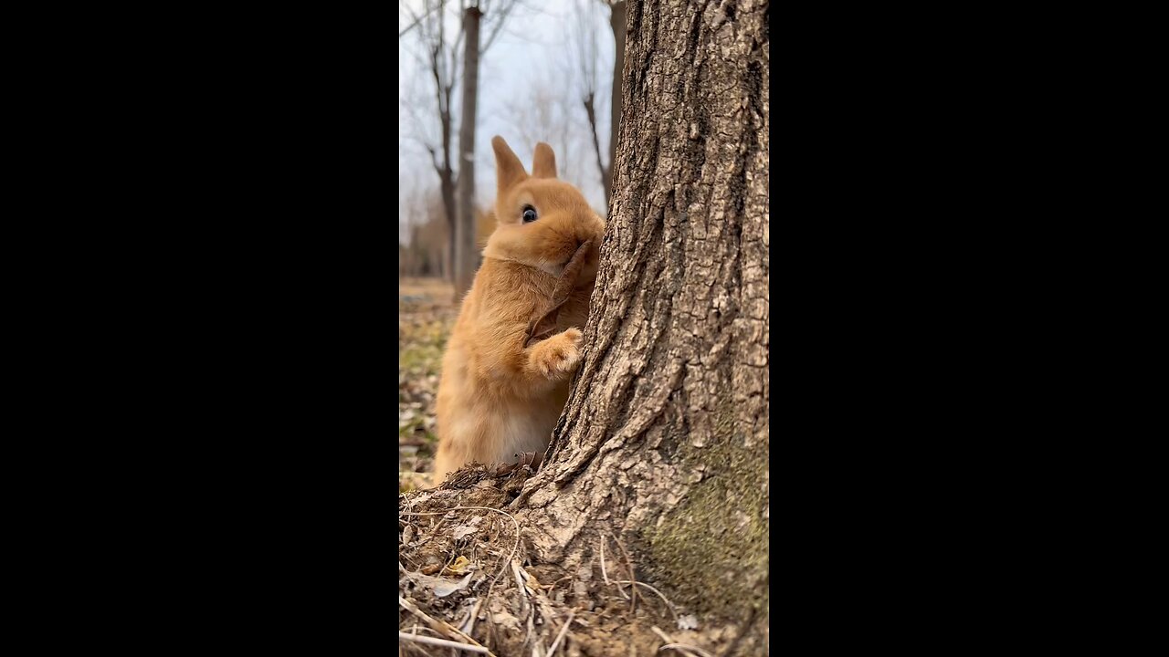 Animal