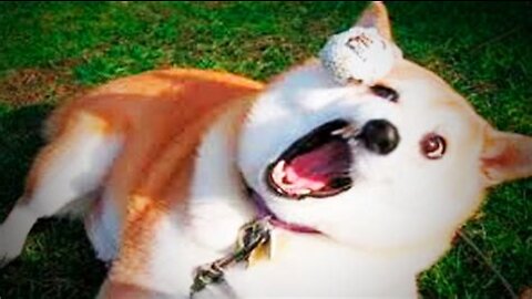 funny dog