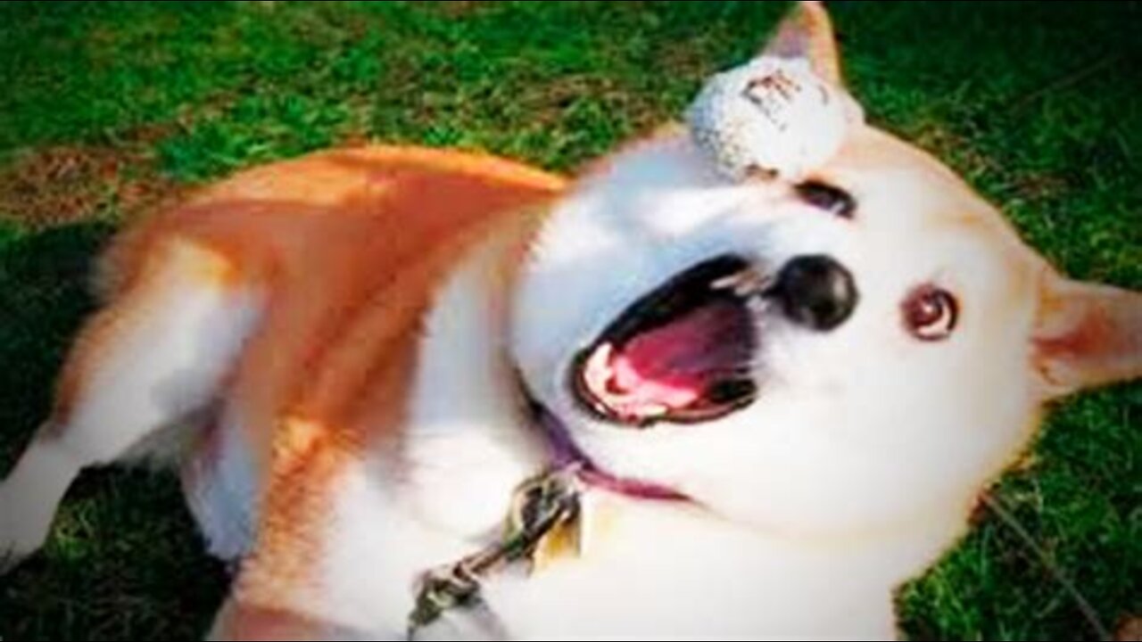 funny dog