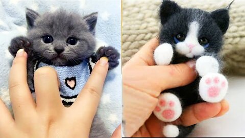 Aww So Cute ♥ Funny Cats and Dogs 2022 #1