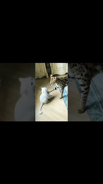 Cat greetings are just incredible 🐈 #shorts