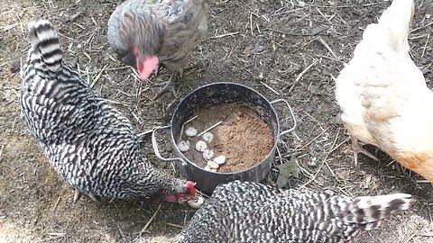 What do chickens think of a quality snack like shrimp?