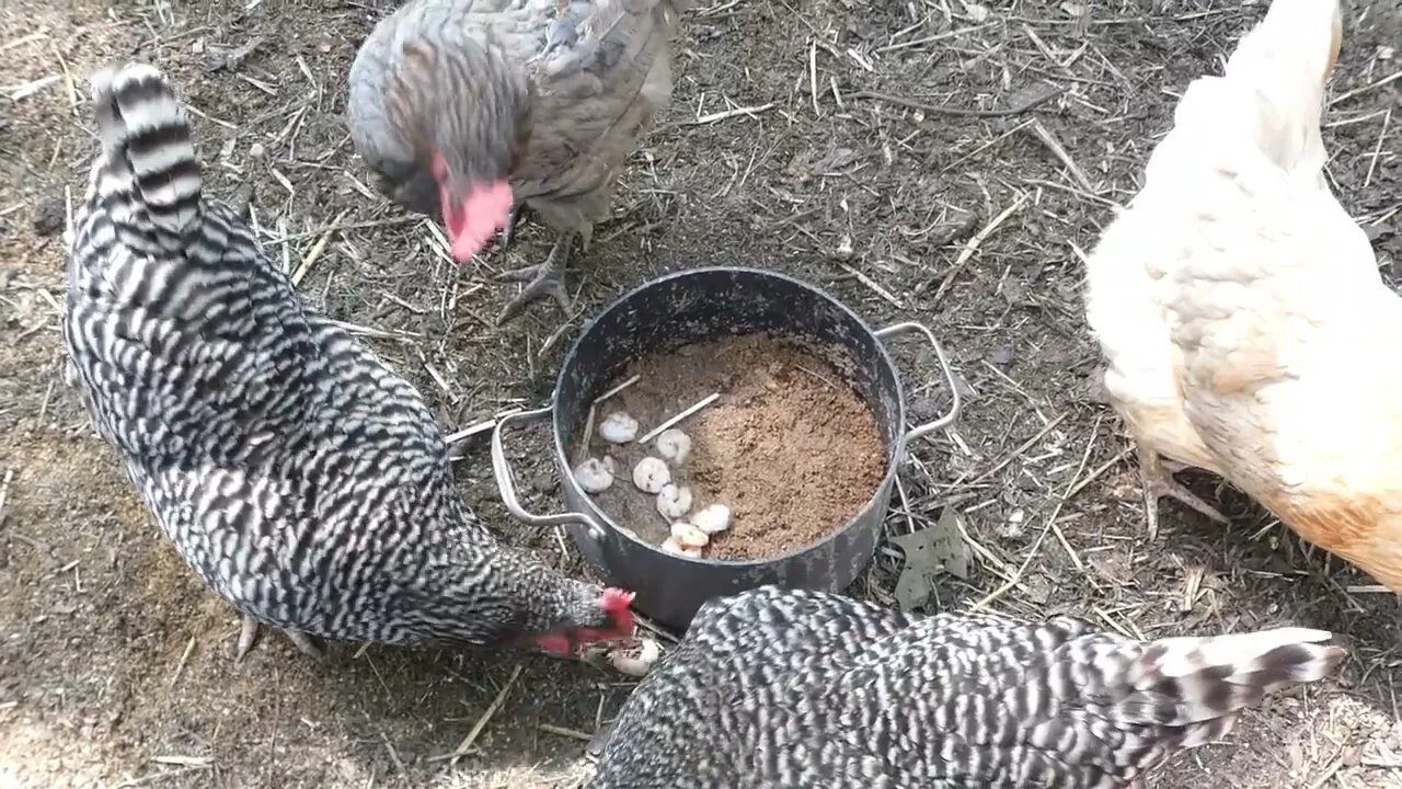 What do chickens think of a quality snack like shrimp?