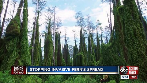 Crews work to stop invasive ferns from spreading